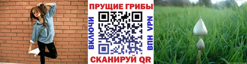 Псилоцибиновые грибы ЛСД  Можайск 